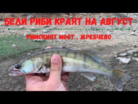 Видео: Бели риби краят на Август на Римският мост - Жребчево.