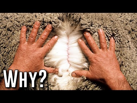 Видео: Почему мериносовая шерсть ЛЕГЕНДАРНАЯ? И 15 ЛУЧШИХ изделий из мериноса.