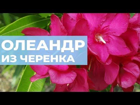 Видео: Как вырастить олеандр. Размножение черенком, посадка и уход.