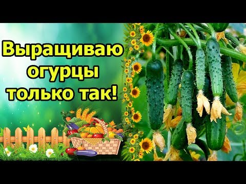 Видео: О ТАКОМ ОГУРЕЧНИКЕ Я МЕЧТАЛА! ЛУЧШИЙ СПОСОБ ВЫРАЩИВАНИЯ ОГУРЦОВ НА ШПАЛЕРЕ! ПОДВЯЗКА, ФОРМИРОВКА.