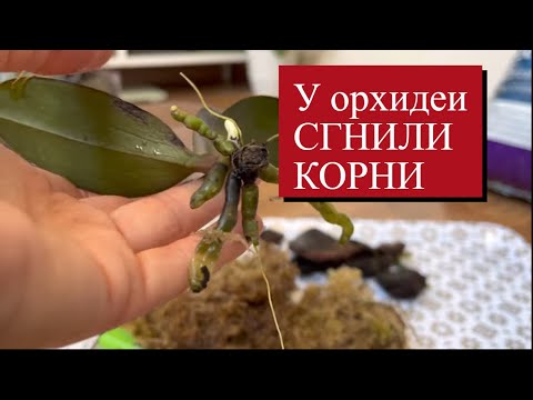 Видео: ОРХИДЕЯ БЕЗ КОРНЕЙ! ЧТО ДЕЛАТЬ? КАК НАРАСТИТЬ КОРНИ? МОЙ ОПЫТ