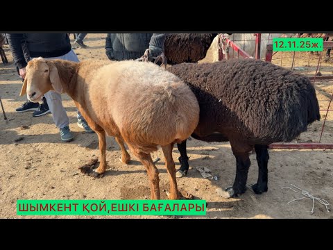 Видео: Шымкент қой,ешкі бағалары 12.11.25ж.