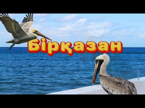 Видео: Бірқазан. Пеликан #аңыз #легенда #youtube