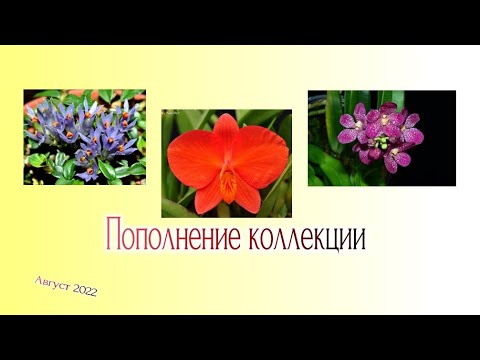 Видео: Орхидеи от Ecuagenera Получение Посадка