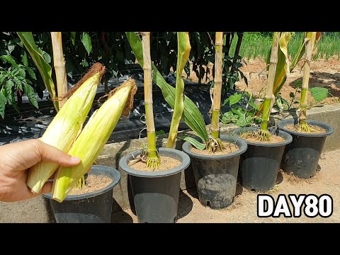 Видео: Корейская черная клейкая кукуруза🌽