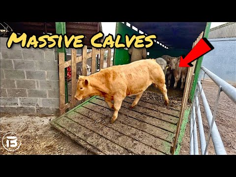 Видео: Отъем БОЛЬШИХ телят, новый рацион питания крупного рогатого скота и ВСЕ идет не так!