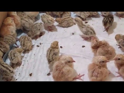 Видео: Брудер для кур и перепелов одновременно?!