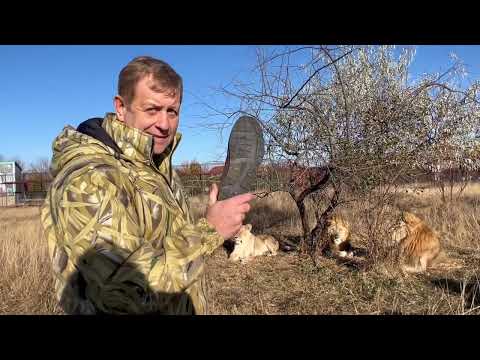 Видео: Если ко львам НЕ ЗАХОДИТЬ ГОД-ПОЛТОРА и не показывать тапок, то всё, ОНИ ОДИЧАЮТ!