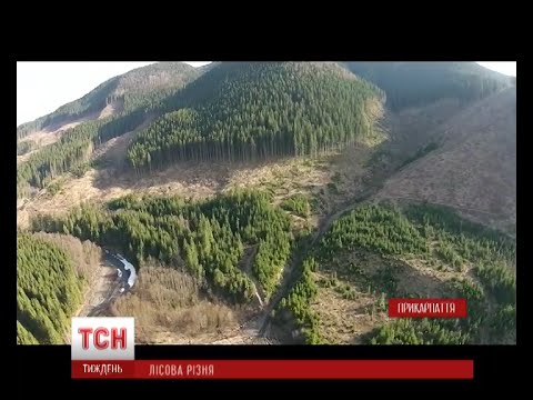 Видео: Останні дні Карпат: тотальне вирізання карпатського лісу