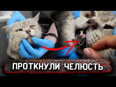 Видео: Коту пробили проволокой челюсть. Везем ночью к врачу. Что с ним случилось? Розу покусал кто то🥺
