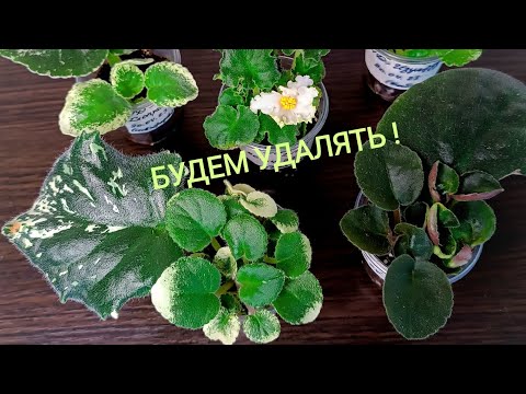 Видео: МОЙ МЕТОД ОТСАДКИ ДЕТОК ОТ ЛИСТА !  Корни - - -