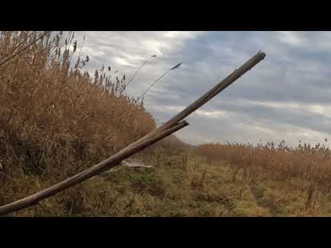 Видео: Открытие охоты с гончими