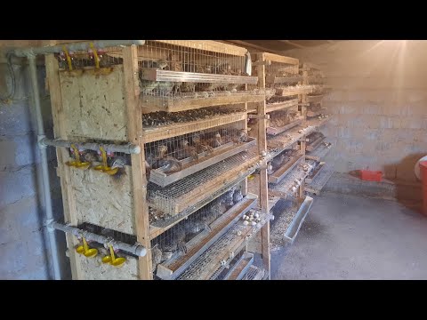 Видео: Бөдене жұмыртқасы өтема ? кім алады ? сұраныс барма 🤔🤔🤔