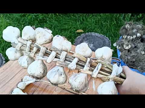 Видео: Плетем косички из чеснока