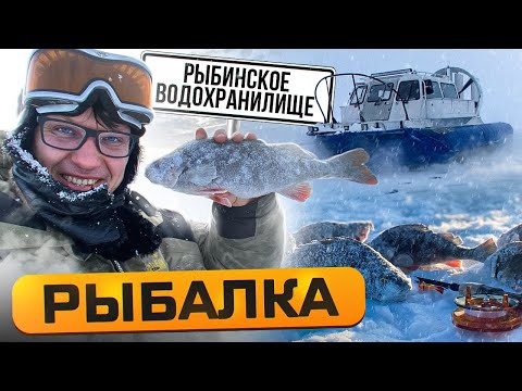 Видео: РЫБАЛКА на РЫБИНСКОМ ВОДОХРАНИЛИЩЕ / ЧТО ТВОРЯТ ЭТИ МОНСТРЫ?! 😱