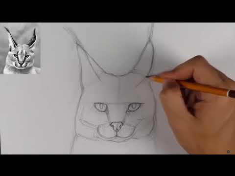 Видео: Рисунок Рысь