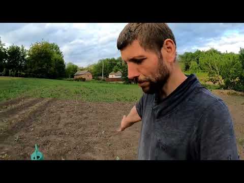 Видео: Капуста мгновенно пойдет в рост и завяжет крупные качаны. Защитить баклажаны от колорадского жука.