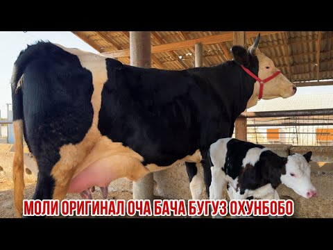 Видео: Фермаи Охунбобо моли оча бача бугуз гибрид оригинал 9 октября 2025 г.