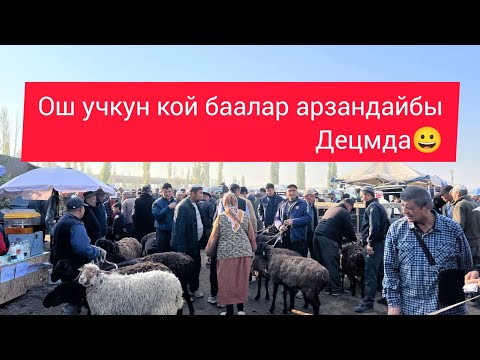Видео: Ош учкун кой баалары арзанбы деймда 😀✊👍2025ж 5 октябрь 