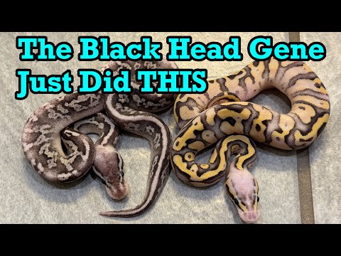 Видео: Обновление проекта Black Head Hypo Pied