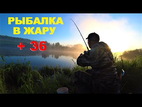 Видео: ФИДЕР БЕЗ РЫБЫ НЕ ОСТАВИТ.Рыбалка на Угре.Рыбалка на фидер.Рыбалка на фидер в жару.