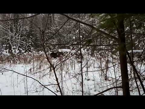 Видео: Охота на лося с лайками Шилка, Пуля, Белла