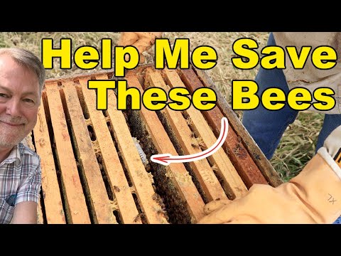 Видео: Пчеловодство: что происходит, когда пчёлы отвергают вашу новую матку