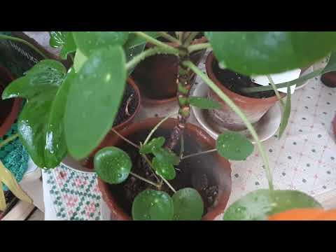 Видео: Комнатные растения. Пилея Пеперомиевидная.Pilea Peperomioides