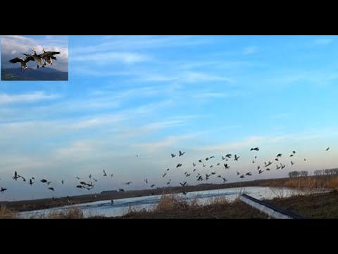 Видео: Охота на гуся "ОДИН ВЫСТРЕЛ = 4 ГУСЯ"