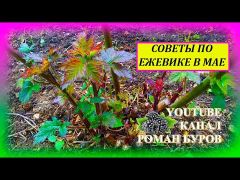 Видео: ЧЕТЫРЕ полезных совета по ЕЖЕВИКЕ в мае. Как выращивать ежевику в мае. Выращивание ежевики.