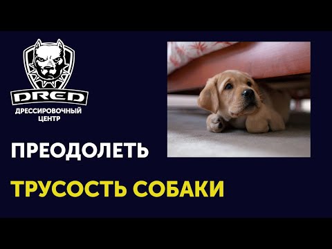 Видео: Как преодолеть трусость собаки | Ошибочное подкрепление трусливости