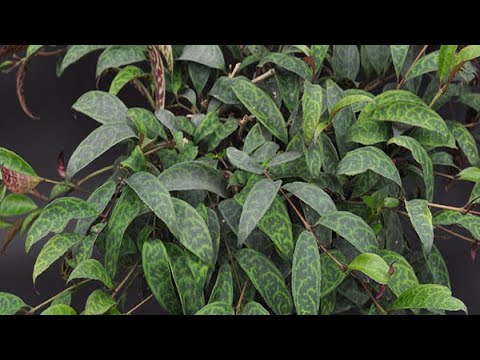 Видео: Про мою татуировку / обручальное кольцо и эсхинантус мраморный, его уход и пересадка   ❤️😁