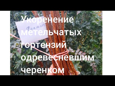 Видео: Укоренение метельчатых гортензий одревесневшим черенком.