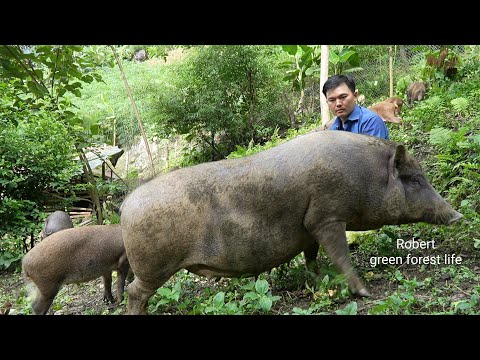 Видео: Дикая свинья с трудом рожала.  Роберт |  Зеленая лесная жизнь