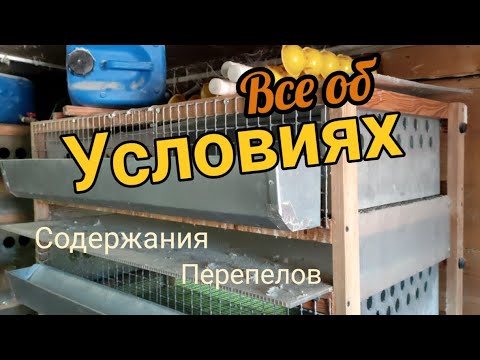Видео: Содержание перепелов: клетки, брудеры, забой и рецепты кормов!
