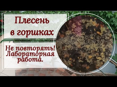 Видео: Лабораторный 🧪🔬 эксперимент! Плесень в горшках. 🧫