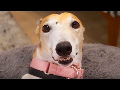 Видео: Нашей Собаке СНОВА 4 Года ! - Дженна Марблс