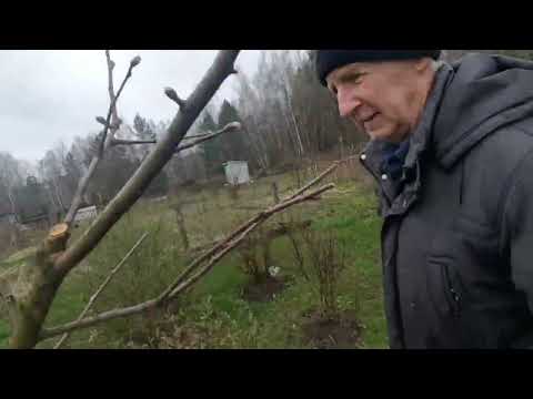 Видео: 10 Апреля.На даче растения не пострадали от мороза