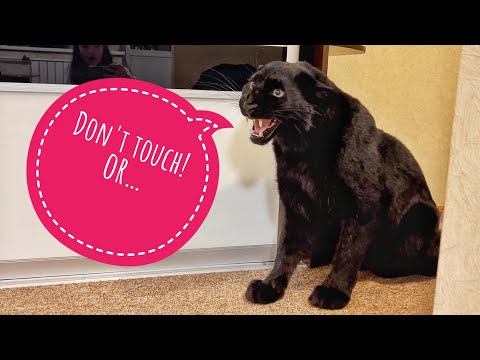 Видео: Гость пытается прикоснуться к пантере Луне🙈