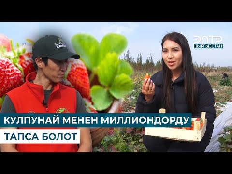 Видео: КУЛПУНАЙДЫН ЭЛ БИЛБЕГЕН СЫРЛАРЫ | ЧАРБАКЕР