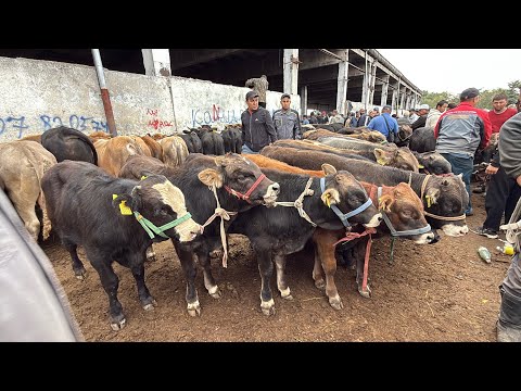 Видео: БУКА ЭРКЕК ТОРПОКТОР АРЗАНБЫ КЫМБАТБЫ? #байтв 