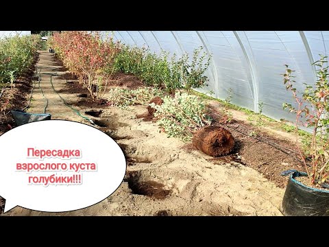 Видео: Как пересадить взрослый куст голубики!!!