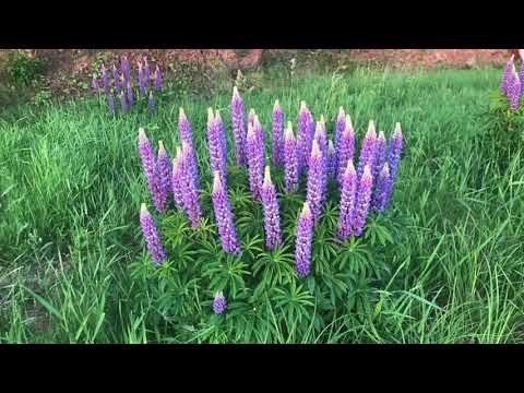 Видео: Любящее Присутствие. Медитация любви