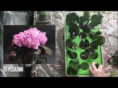 Видео: Новая игрушка для фиалок. Распаковка. Оригинальный поддон для фиалок. Инструмент для цветоводства.