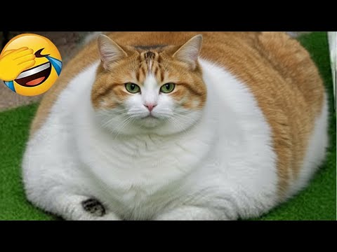 Видео: Питомцы настолько смешные, что вы расплачетесь от смеха! 😅