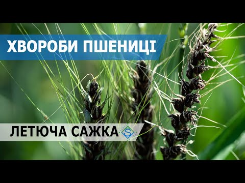 Видео: ЛЕТЮЧА САЖКА: Агромедицина BASF / СуперАгроном