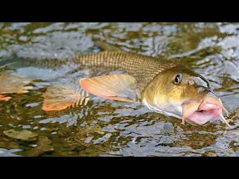 Видео: КРУПНАЯ РЫБА ЛОМАЕТ КРЮЧКИ. УСАЧ НА ДЕДОВСКИЕ ЗАКИДУШКИ. ШАШЛЫК #закидушки #усач  #рыбалканареке