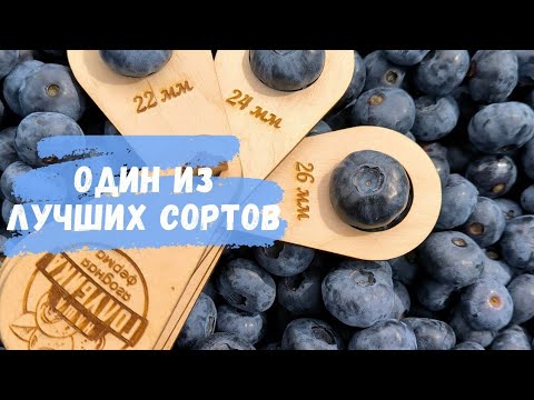 Видео: Обзор топового сорта голубики