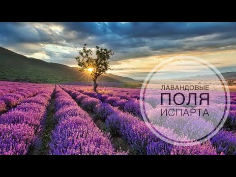 Видео: Лавандовые поля / Турция 2022