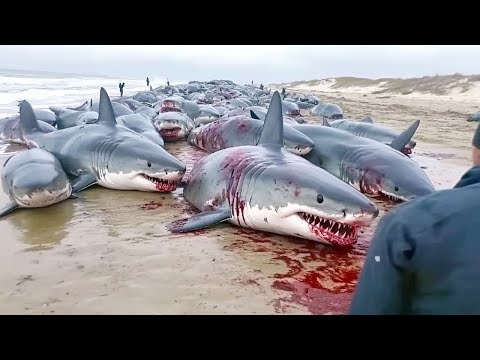 Видео: Реальные случаи с акулами, которые довели до ужаса! 😨🌊